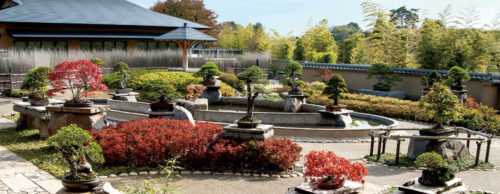 bonsai-higashiyamatakuto-matsukonosiranaisekai