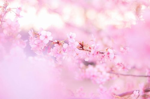 lifestyle-imadamio-sanmagoden